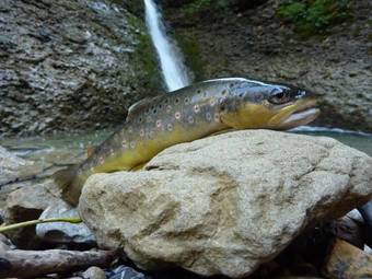 Apartamentos Grosshus Vals