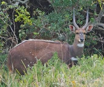 Agroturismo Oribi Haven