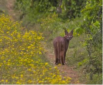Hostal Addo Palace Private Reserve And Bush Lodge