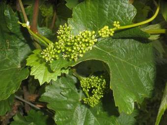 Apartamentos Vinn� Sklep U Terezy A Jakuba