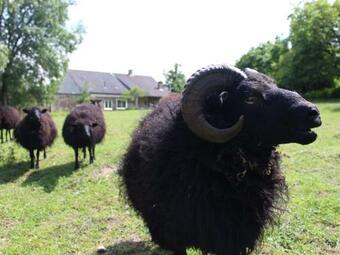 G�te C�rans-foulletourte-c�rans, 2 Pi�ces, 6 Personnes - Fr-1-410-258