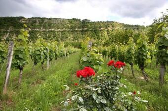 Bed & Breakfast Earl Domaines Delmas