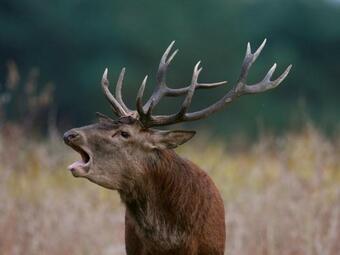 G�te Saint-vi�tre, 2 Pi�ces, 3 Personnes - Fr-1-491-271