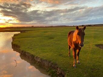 Beck Cottage, Wood Green, New Forest Uk