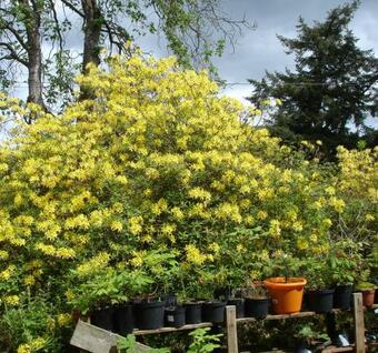 Bed & Breakfast The Clochfaen