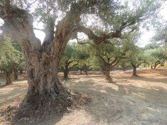 Very Private Golf And Seaview Villa