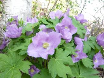 Posada Do Sports Plaza Madarao