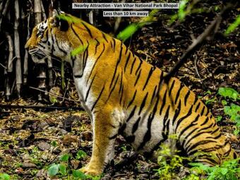 Hotel Collection O 77191 Ocean Pearl Hoshangabad Rd