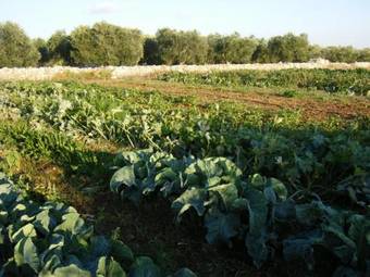 Agroturismo Agriturismo Il Rifugio