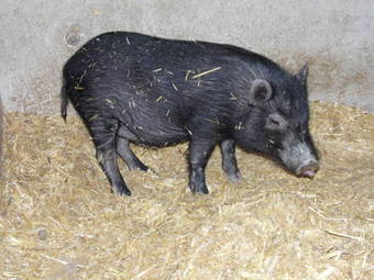 Agroturismo Agriturismo Castello