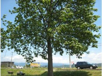 Green Hotel Yes Nagahama Minatokan - Vacation Stay 24687v