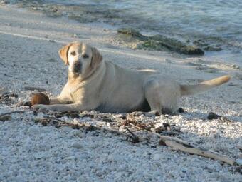 Hostal Green Lodge Moorea