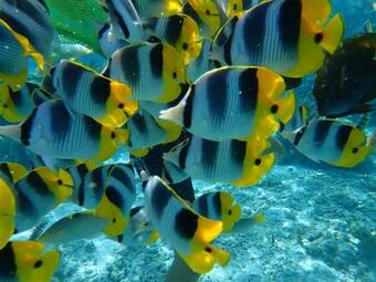 Bed & Breakfast Far� Mahi Mahi