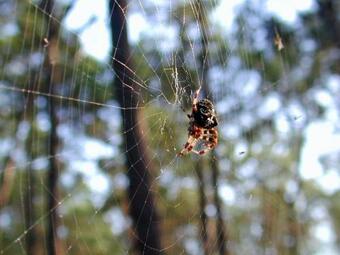 Agroturismo Vegans By The Sea