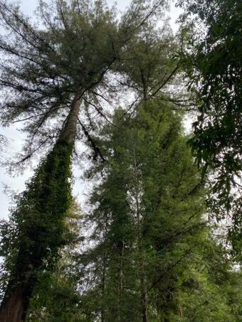 Bohemian Creekside Cottage Minutes From Occidental And Sebastopol