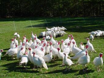 Tentrr - Calico Ridge, Sap Bush Hollow