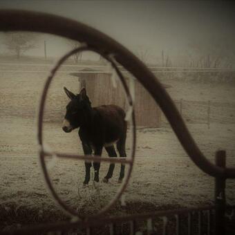 Bed & Breakfast Ferme De Bellevue