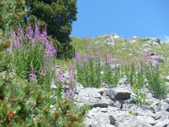 Hostal Domaine Du Murier