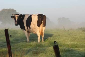 Ruigenhof Bed & Breakfast