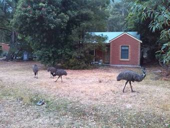 Villa Heatherlie Cottages Halls Gap