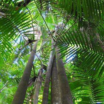Lodge Mt Warning Forest Hideaway
