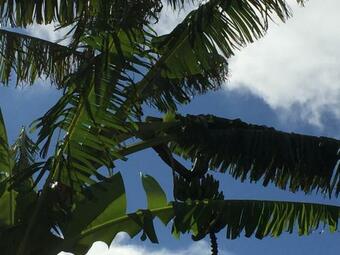 Villa Banana Tree Lodge