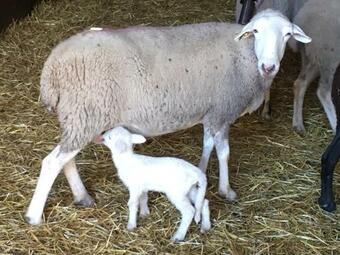 Agroturismo Casa-apartamento Madera Y Sol