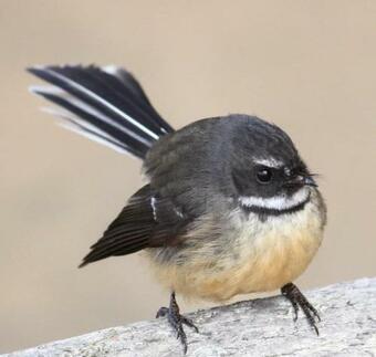 Aurora Lodge - 180 Views