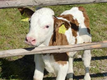 Apartamento Hauserhof Am Goldberg