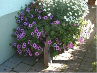 Apartamento G�stehaus Walch