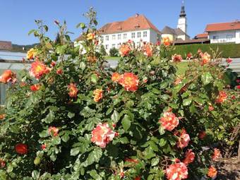 Apartamento Haus Rose