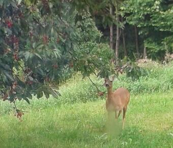 Apartamento Novohradsk� R�j Aneb O�za Klidu Na Samot? U Lesa