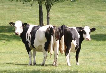 Bed & Breakfast De Melkfabriek