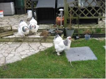 B&B De Tobbedanser Harlingen