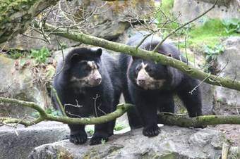 Hotel De Oringer Marke