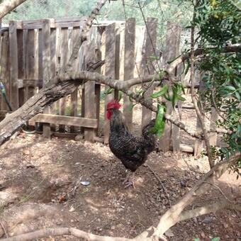 Finca Florecer