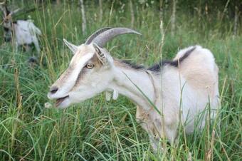 Agroturismo S?oneczna Zagroda - Sunny Ridge Farm