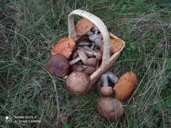 Ca?oroczny Domek Na Wy??czno?? Le?ny Zak?tek Balia Z Jacuzzi, Bon Turystyczny