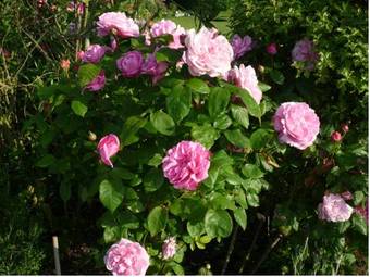 Bed & Breakfast Wynards Farm