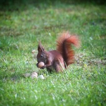 Willa Pod Z?ot? Morw?