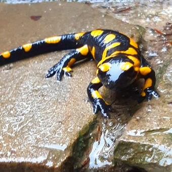 Villa Gierk�wka - G�rska Rezydencja Pierwszego Sekretarza