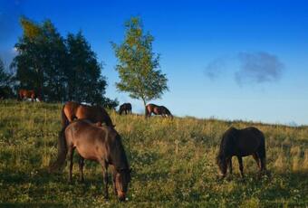 Apartamento Domki Na Za?pie
