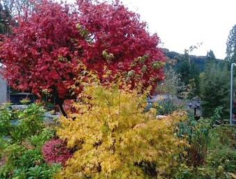 Bed & Breakfast Coed-y-fron