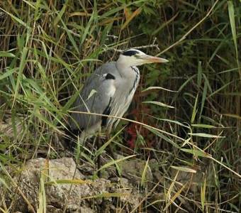 Hostal Connaught Guest House