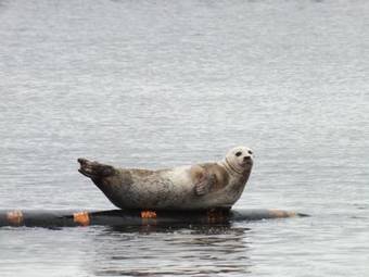 Harbourside Hotel - B&B