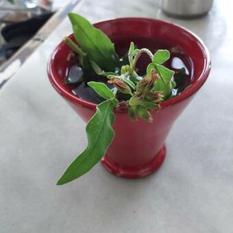 Saveriako, Paradise For Relaxed Free Spirits