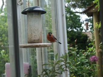 Bed & Breakfast Emms Cottage