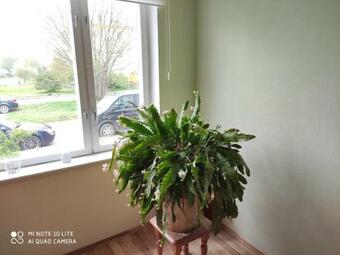 Cozy Apartment Rucava