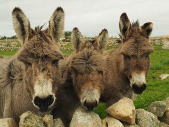 Caphire- Off Season Deals Available