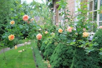 Bed & Breakfast Rose Residence